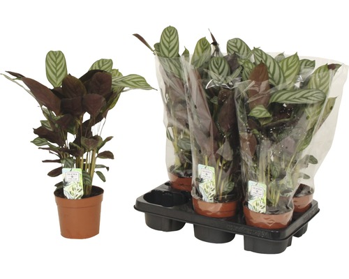 Calathea plante d''intérieur en pot et set