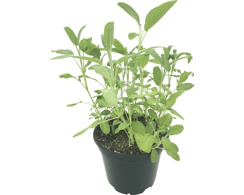 Sauge BIO FloraSelf Bio Salvia officinalis pot Ø 12 cm
