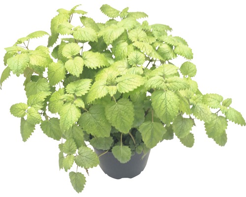 Plante de mélisse citronnelle en pot