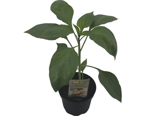 Plant de poivron jaune en pot