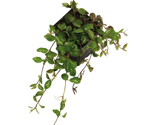 Im Bild ist eine Immergrüne Kletterpflanze im Topf zu sehen.