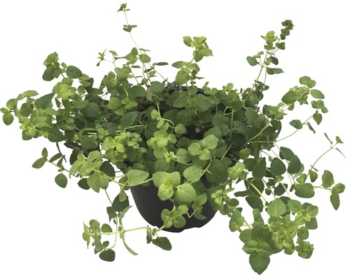 Oregano Pflanze im Topf