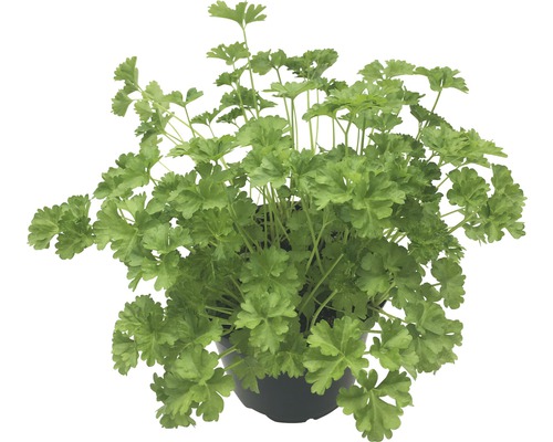 Persil BIO FloraSelf Bio Petroselinum crispum 'Nain frisé mousse' pot Ø 12 cm