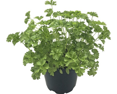 Persil plat en pot