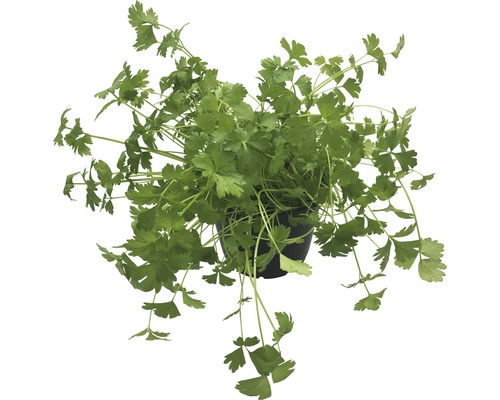 Persil en pot