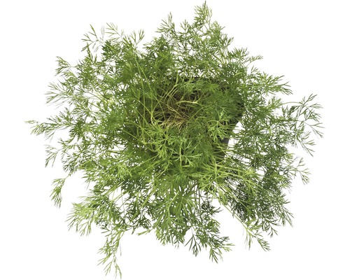 Dill in einem Topf, Draufsicht.