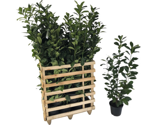 Lorbeerkirsche Pflanzen im Holzkasten und einzelne Pflanze