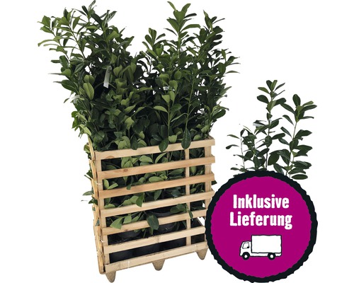 15 x Kirschlorbeer, Lorbeerkirsche FloraSelf Prunus laurocerasus 'Caucasica' H 100-125 cm ClickCo für ca. 6 m Hecke