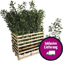 50 x Kirschlorbeer, Lorbeerkirsche FloraSelf Prunus laurocerasus 'Caucasica' H 60-80 cm Co 5 L für ca. 17 m Hecke