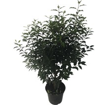 Im Topf gezogener Lorbeerbaum mit grünen Blättern