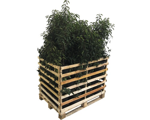 6 x laurier-cerises du Portugal FloraSelf Prunus lusitanica 'Angustifolia' H 100-125 cm ClickCo pour env. 2,5 m de haie