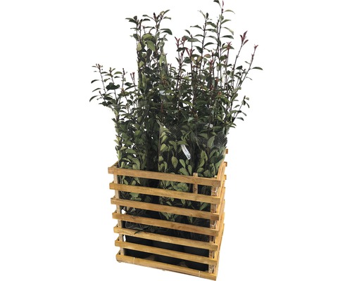 9 x photinies FloraSelf Photinia fraseri 'Pink Marble' h 125-150 cm Co 15 l pour une haie d'env. 4 m