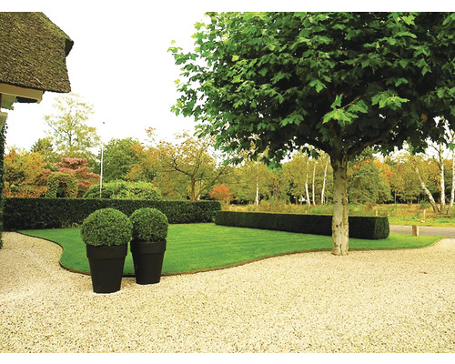 Jardin aménagé avec pelouse, haie, arbre et pots de fleurs