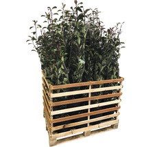 18 x photinies FloraSelf Photinia fraseri 'Pink Marble' h 125-150 cm Co 15 l pour une haie d'env. 7 m-thumb-1