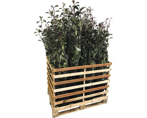 18 x photinies FloraSelf Photinia fraseri 'Pink Marble' h 125-150 cm Co 15 l pour une haie d'env. 7 m