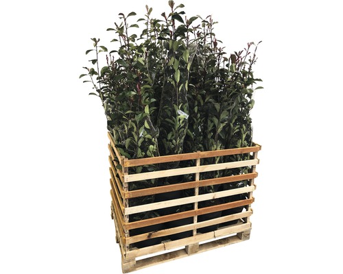 18 x Glanzmispel FloraSelf Photinia fraseri 'Pink Marble' H 125-150 cm Co 15 L für ca. 7 m Hecke