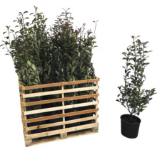 Palette mit Kirschlorbeerpflanzen und eine einzelne Kirschlorbeerpflanze im Topf