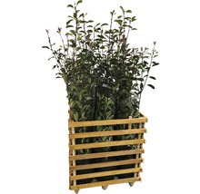9 x photinies FloraSelf Photinia fraseri 'Red Robin' h 125-150 cm Co 15 l pour une haie d'env. 4 m-thumb-2
