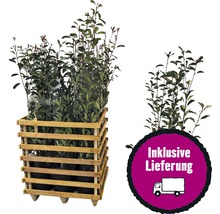 9 x photinies FloraSelf Photinia fraseri 'Red Robin' h 125-150 cm Co 15 l pour une haie d'env. 4 m-thumb-0