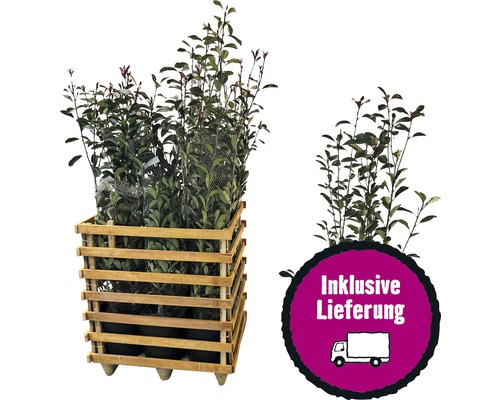 9 x photinies FloraSelf Photinia fraseri 'Red Robin' h 125-150 cm Co 15 l pour une haie d'env. 4 m