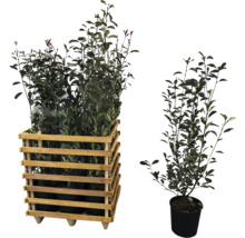 Lorbeerkirschen in Holzkiste und einzelnem Topf