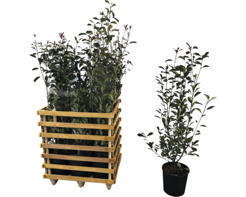 Lorbeerkirschen in Holzkiste und einzelnem Topf