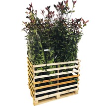 18 x photinies FloraSelf Photinia fraseri 'Red Robin' h 125-150 cm Co 15 l pour une haie d'env. 7 m-thumb-1
