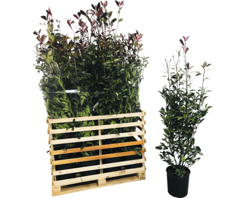 Palette mit Glanzmispeln und eine einzelne Glanzmispel im Topf