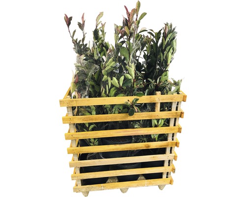 12 x photinies FloraSelf Photinia fraseri 'Pink Marble' h 80-100 cm Co 10 l pour une haie d'env. 5 m