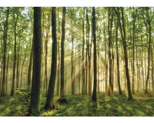 Fototapete Papier 764 Forest in the morning 1-tlg. 160 x 115 cm Waldszene mit Sonnenstrahlen, die durch die Bäume scheinen