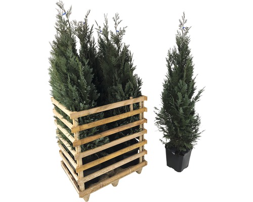 6 x Blaue Säulenzypresse, Scheinzypresse FloraSelf Chamaecyparis lawsoniana 'Columnaris Glauca' H 125-150 cm ClickCo für ca. 2,5 m Hecke