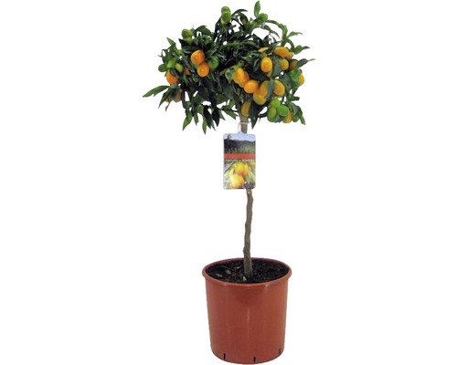 Ovale Kumquat FloraSelf Fortunella margarita H 60-70 cm Ø 19 cm Topf