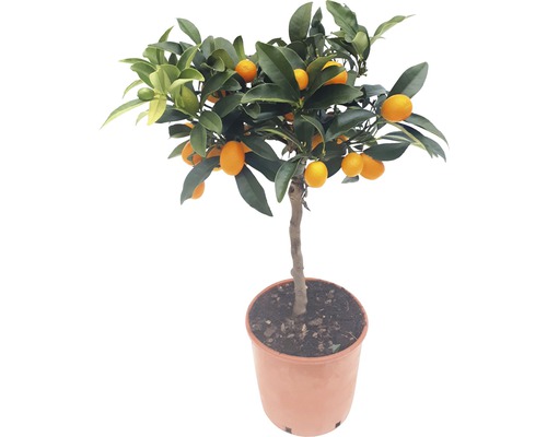Kumquatbaum im Topf mit Früchten und Blättern