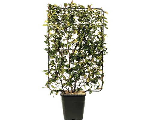 Glanzmispel Spalier FloraSelf Photinia fraseri 'Magical Volcano' H120xB80 cm Co 30 L