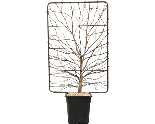Arbre avec support à plantes en pot