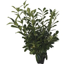 Laurier-cerise en pot