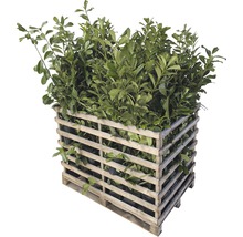 Palette avec plantes de laurier