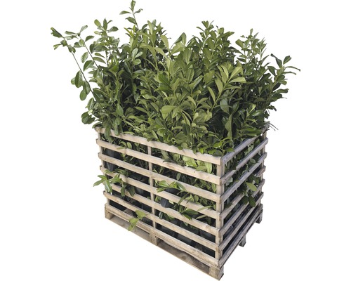 Palette avec plantes de laurier