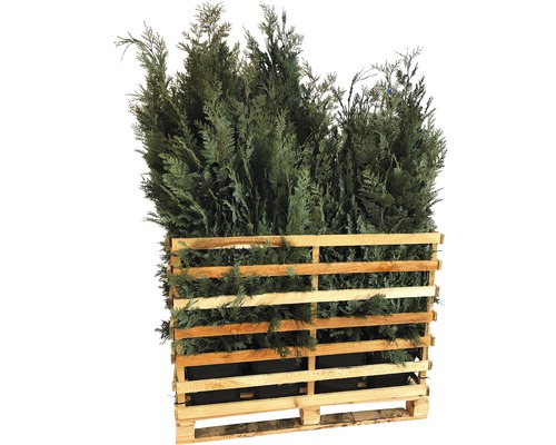 15 x faux cyprès bleu FloraSelf Chamaecyparis lawsoniana 'Columnaris Glauca' H 125-150 cm ClickCo pour une haie d'environ 6 m