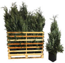 Plusieurs cyprès dans un treillis en bois et un seul cyprès dans un pot