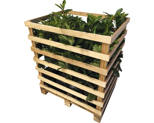 Palette mit Kirschlorbeerpflanzen