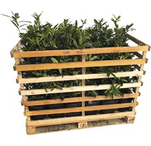 Palette de plantes de laurier-cerise pour le jardin