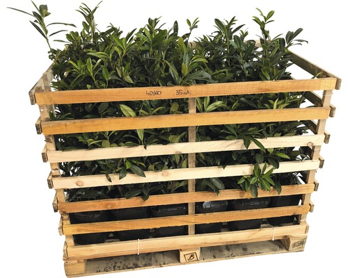 35 x Kirschlorbeer, Lorbeerkirsche FloraSelf Prunus laurocerasus 'Novita' H 40-60 cm im ClickCo für ca. 12 m Hecke