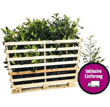 Palette mit Kirschlorbeerpflanzen für den Garten inklusive Lieferung