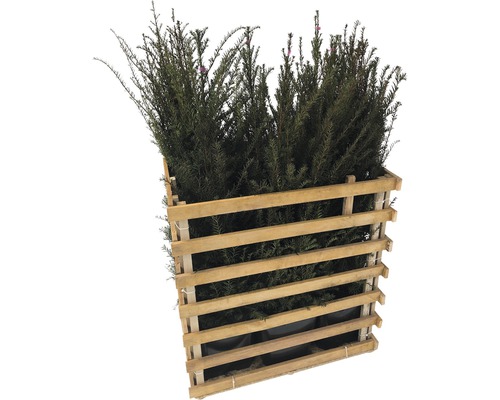 Eibenhecke im Holzverschlag
