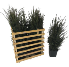 Im Bild sind Immergrüne Heckenpflanzen in einem Holzkasten und einem Pflanzgefäß dargestellt.