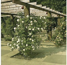 Pergola avec des roses fleuries dans le jardin