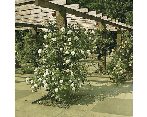 Pergola avec des roses fleuries dans le jardin
