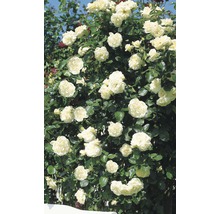 Rosier grimpant dans les variétés H 60-80 cm Co 5 L blanc, crème