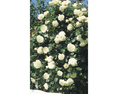 Rosier grimpant à fleurs blanches
